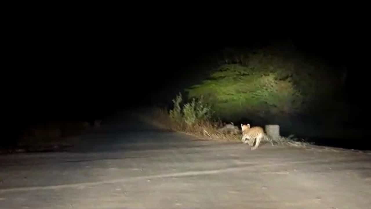 बिबट्याची दहशत वाढली असल्याच्या रोज नव्या बातम्या उजेडात येत आहेत. कारण मानवी हल्ले किंवा प्राणी हल्ले याचे रोज नवे व्हिडीओ सोशल मीडियाच्या माध्यमातून उजेडात येत आहेत.