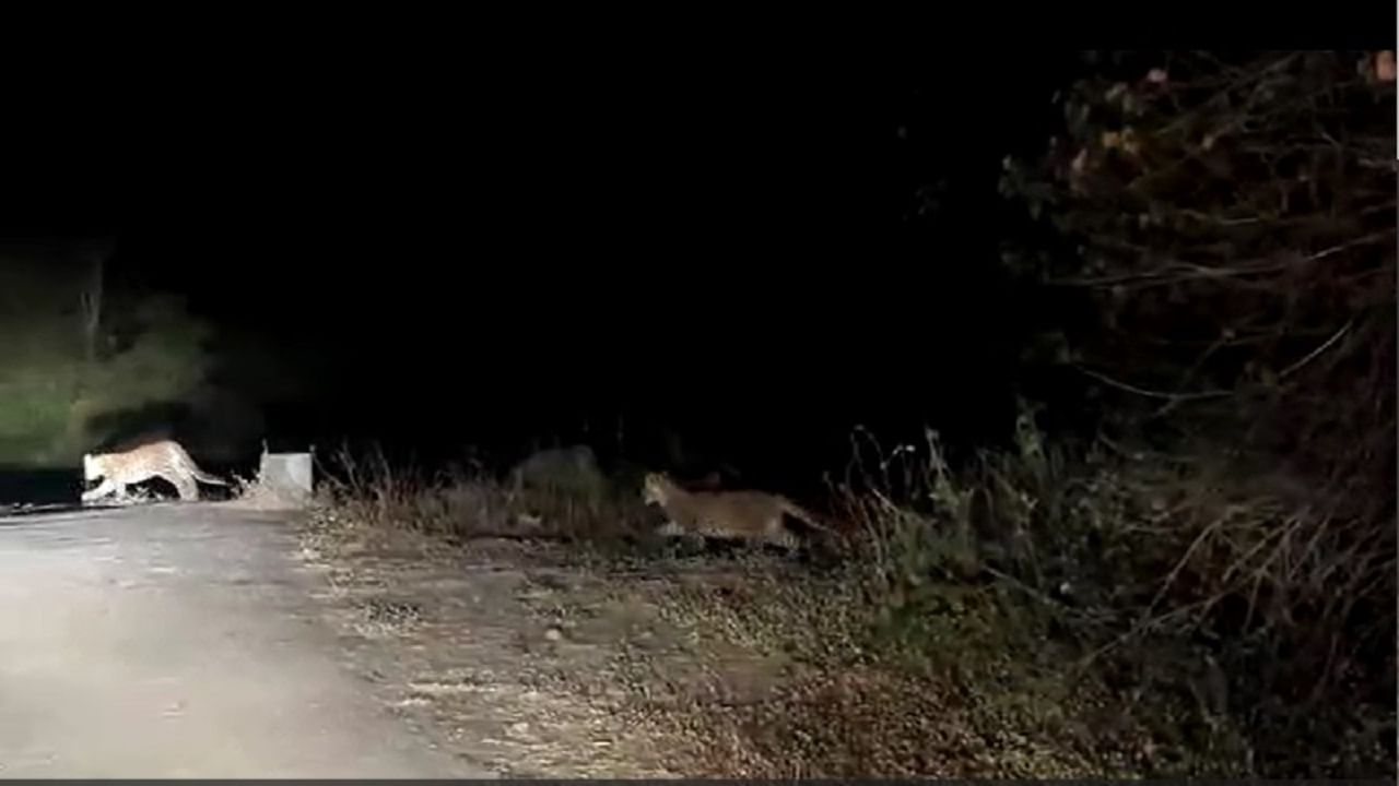 काल रात्री एकाचवेळी चार बिबट्याचा कळप रस्त्यात खेळताना पाहून लोकांना मोठा धक्का बसला आहे. रस्त्यातून निघालेल्या लोकांनी ते सगळं एका मोबाईलमध्ये कैद केलं आहे. 