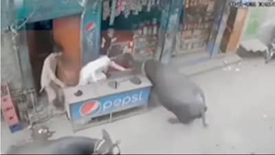 VIDEO | म्हशीचा तांडव... आधी मुलीला हवेत फेकले, नंतर मुलाला मारले, म्हातार्याला शिंगाने उचलले आणि मग...