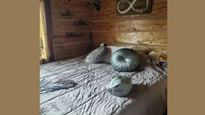 या चित्रात एक कुत्रं लपून बसलंय, दिसतंय का?