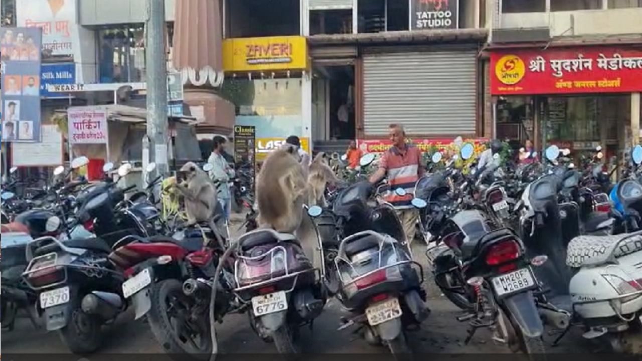 Aurangabad | माकड्यांच्या त्रासाला लोकं कंठाळले, बाजारात विक्रासाठी आणलेल्या वस्तूचं नुकसान, पार्किंगमधील वाहनांचं तोडफोड