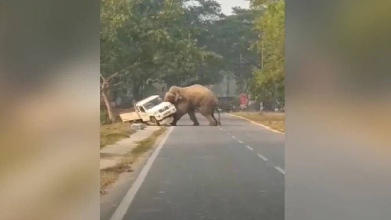 हत्ती चिडलेला लई वाईट! दया नाही, माया नाही, दे दणादण