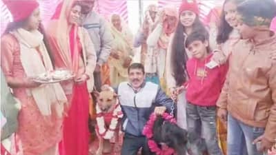 VIDEO | टॉमी आणि जेलीचे लग्न मोठ्या थाटामाटात, सात फेरे घेऊन सर्व विधी पार पाडले, वऱ्हाडाचा व्हिडीओ सोशल मीडियावर व्हायरल