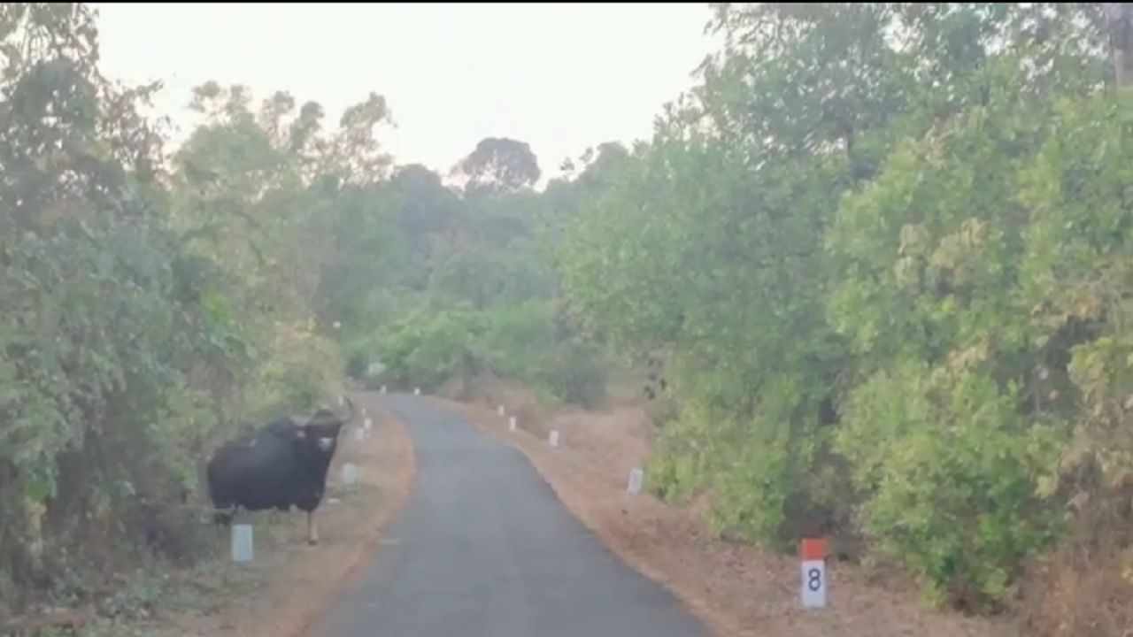 15 हुन अधिक गवारेडे रस्त्यावर ठाण मांडून होते.