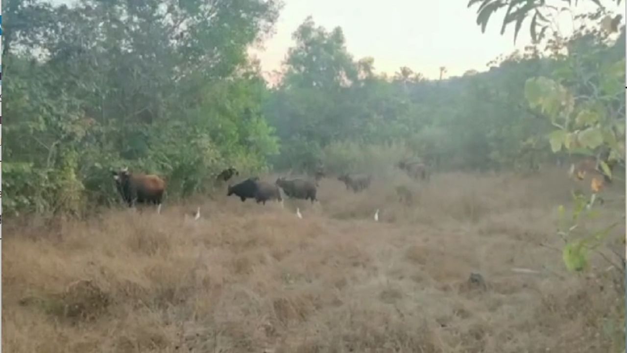 काजू हंगाम सुरू होणार असल्याने गव्यांच्या बिनधास्त फिरण्यामुळे शेतकरी सुध्दा भयभीत झाले आहेत.या गव्यांचा तात्काळ बंदोबस्त करण्याची मागणी केली जात आहे.