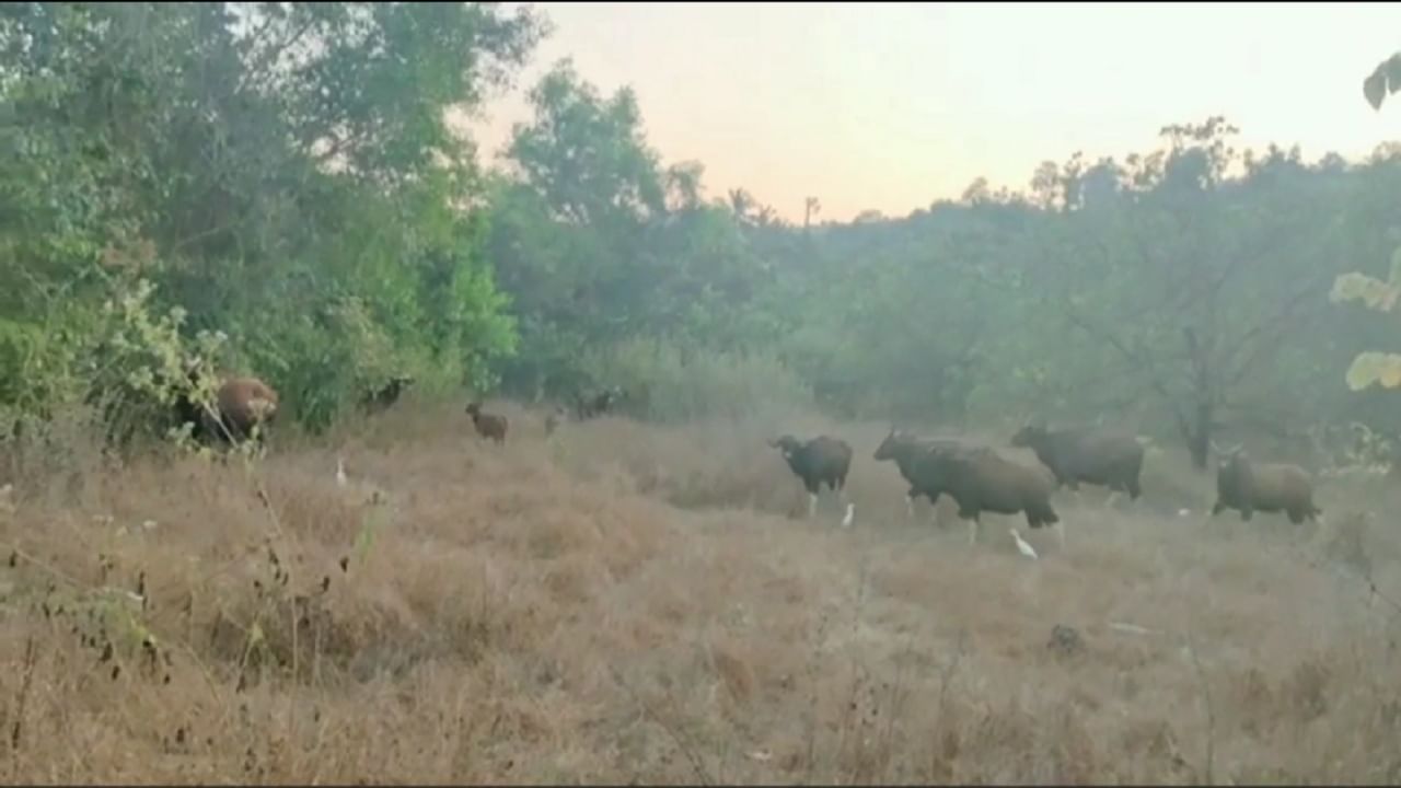 तब्बल अर्ध्या तासानंतर हा कळप लगतच्या काजू बागेत शिरला आणि रस्ता मोकळा झाला.