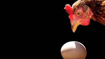 First the chicken or the egg?  Finally got the answer, scientists say...
