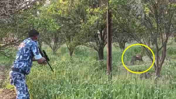 चवताळलेल्या वाघाला जेरबंद करताना वनविभागाची दमछाक, ग्रामस्थांनी केलं कौतुक