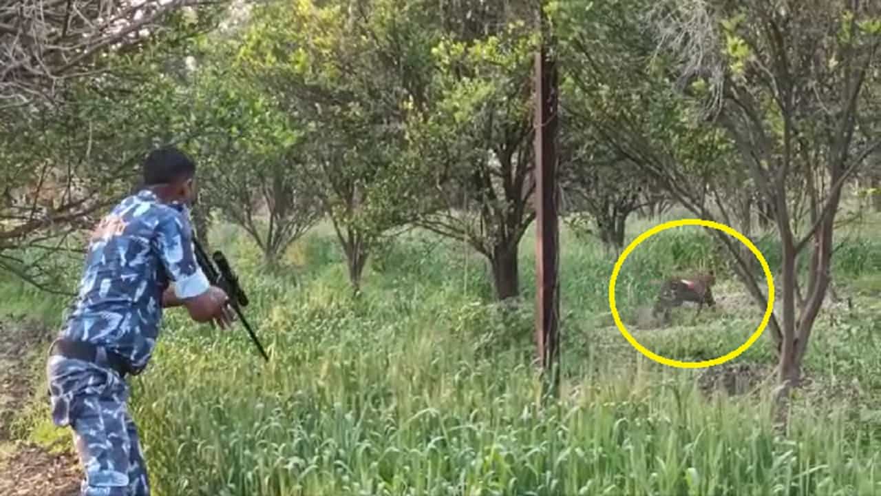 Amaravati Leopard : वन विभागाच्या जवानाने नजदीक जाऊन बिबट्याला केले बेशुद्ध, पाहणाऱ्यांना घाम फुटला