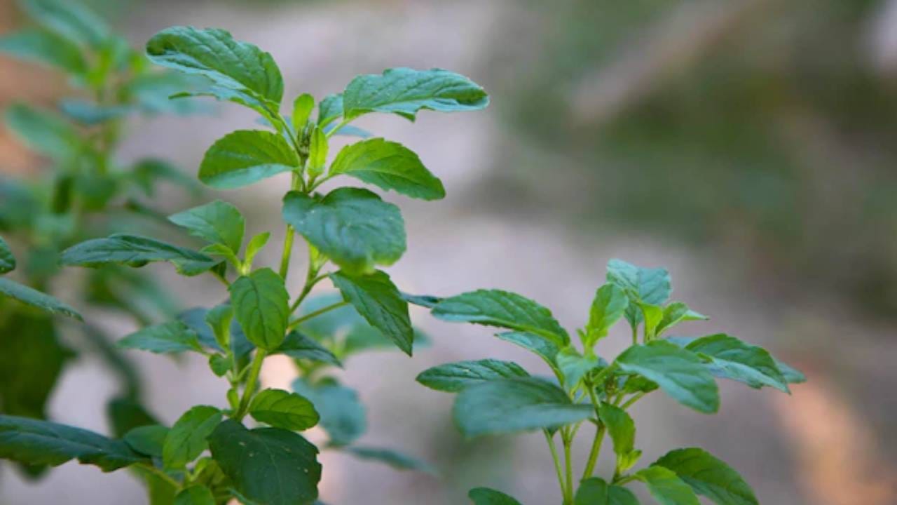 तुळशीची पाने - तुम्ही तुलशीच्या पानांचा वापर त्वचेसाठी करू शकता. त्यासाठी तुळशीची पाने स्वच्छ धुवून घ्यावीत व ती मिक्सरमधून बारीक करून पेस्ट तयार करावी. त्यानंतर त्यामध्ये लिंबाच्या रसाचे काही थेंब टाका. हे चेहऱ्याला लावावे. थोड्या वेळानंतर साध्या पाण्याने चेहरा स्वच्छ धुवून टाकावा. 