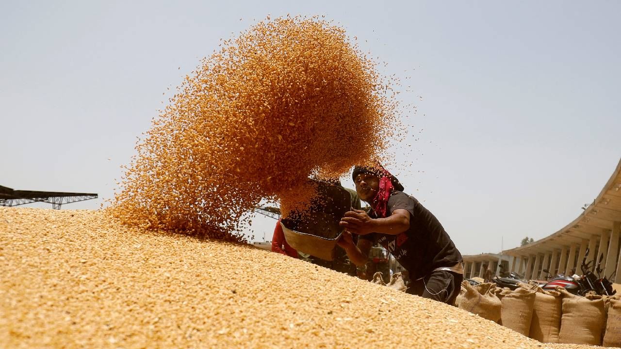 Wheat Price Hike : गव्हाच्या किंमती पुन्हा गगनाला! गेल्या वर्षीच्या तुलनेत इतके वाढले भाव, कारण तरी काय