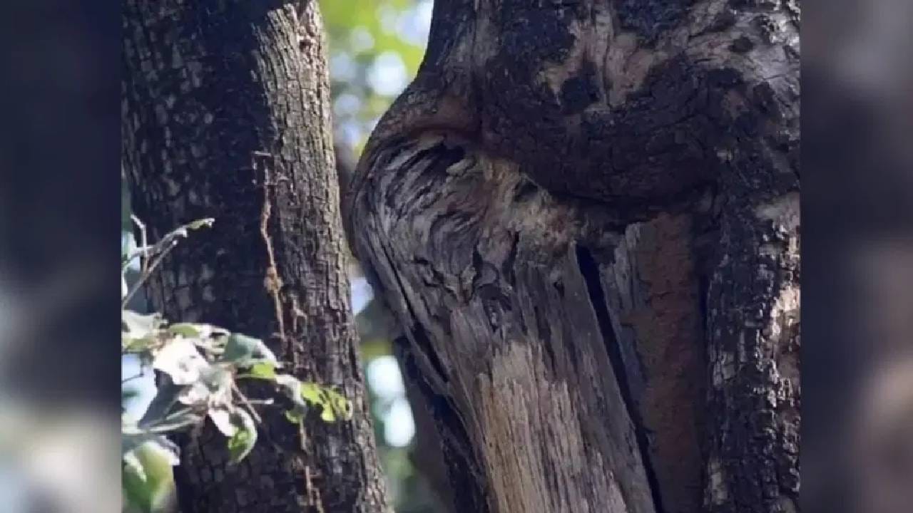 तुम्ही सुपर जीनियस! जर दिलेल्या वेळेत कोडं सोडवून दाखलंत तर तुम्ही सुपर जीनियस! जर दिलेल्या वेळेत कोडं सोडवून दाखलंत तर