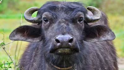 Viral News : या रेड्याचे शुक्राणू अधिक महाग, मालक बनला करोडपती, महिन्याला कमावतो 25 लाख