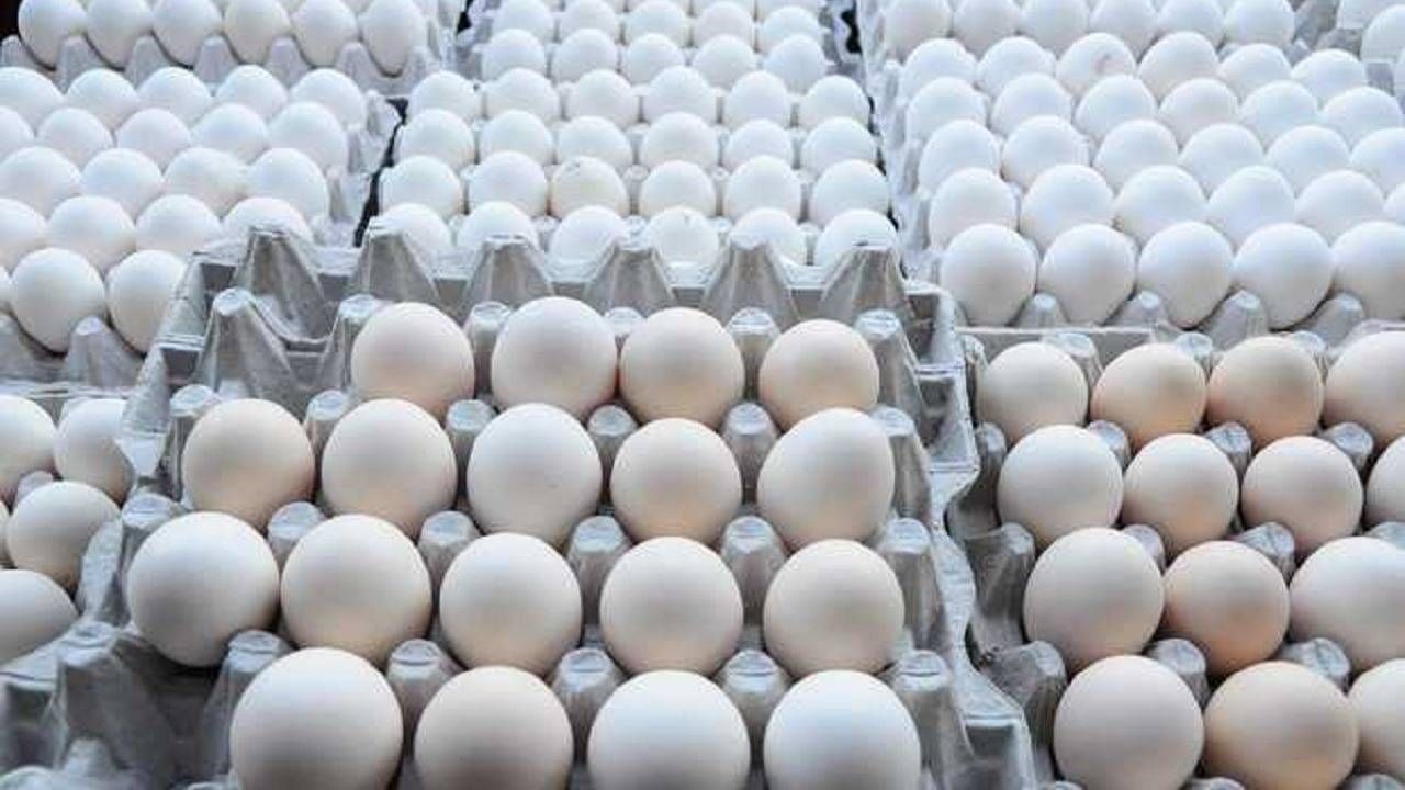 मी पोल्ट्री फॉर्म टाकणार, असं तुम्ही म्हणाल, जेव्हा तुम्हाला कळेल महाराष्ट्राला दररोज किती अंडी कमी पडतात