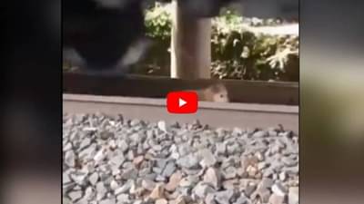 संपूर्ण मालगाडी कुत्र्यावरून पण... ज्यांनी हा व्हिडिओ पाहिला, ते थक्क!