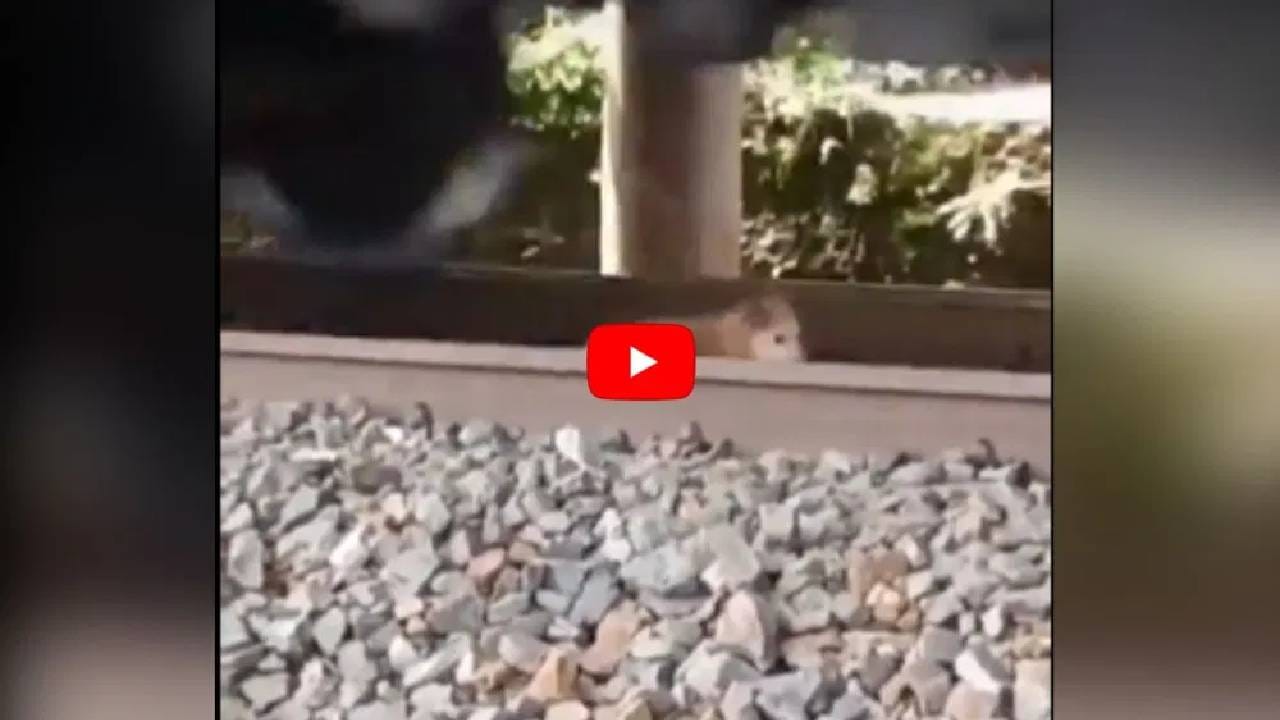 संपूर्ण मालगाडी कुत्र्यावरून पण... ज्यांनी हा व्हिडिओ पाहिला, ते थक्क! संपूर्ण मालगाडी कुत्र्यावरून पण... ज्यांनी हा व्हिडिओ पाहिला, ते थक्क!