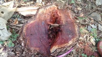 आदिवासी भागात पुष्पा भाऊची गॅंग सक्रिय, चंदनाच्या लाकडांची नाहीतर या लाकडांची होतेय तस्करी