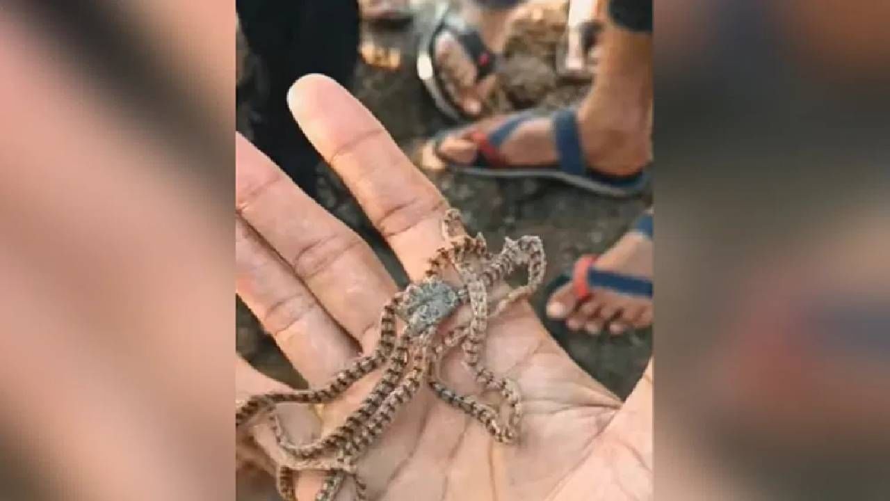 इतका विचित्र प्राणी पाहिलाय का कधी? व्हिडीओ बघून सगळ्यांनाच बसला धक्का इतका विचित्र प्राणी पाहिलाय का कधी? व्हिडीओ बघून सगळ्यांनाच बसला धक्का