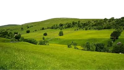 हिरव्यागार डोंगरात म्हैस दिसून राहिली का?