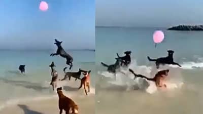 कुत्र्यांचा एक ग्रुप समुद्रकिनारी फुग्यासोबत खेळतायत, भारी ना? व्हिडीओ अजून भारी