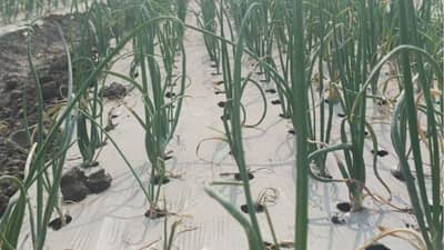 YouTube वरून पुण्याचा तरुण कांदा लागवडीची नवीन पद्धत शिकला, सध्या कमवतोय लाखात पैसे