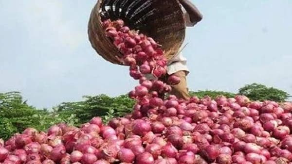 Nashik : लाल कांद्याचे सरासरी बाजार भाव 600 ते 800 रुपयांपर्यंत खाली आल्याने शेतकऱ्यांच्या आर्थिक अडचणीत वाढ