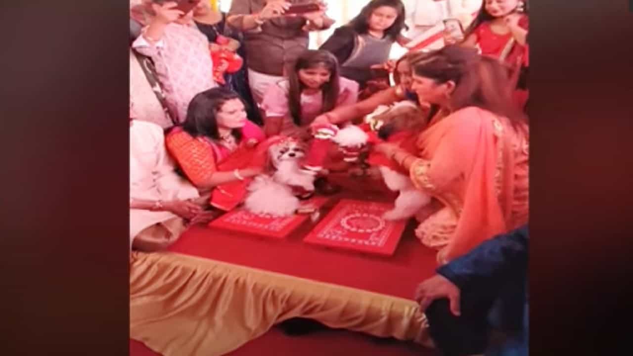 ऐकावं ते नवलंच! श्वानांचा विधीवत विवाह संपन्न, कुठं घडली 'श्वानांच्या लग्नाची गोष्ट' ऐकावं ते नवलंच! श्वानांचा विधीवत विवाह संपन्न, कुठं घडली 'श्वानांच्या लग्नाची गोष्ट'