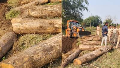 सोन्याच्या भावात मिळणाऱ्या लाकडाची अशी व्हायची तस्करी, वनविभागाच्या कारवाईने पुष्पा चा झाला भांडाफोड