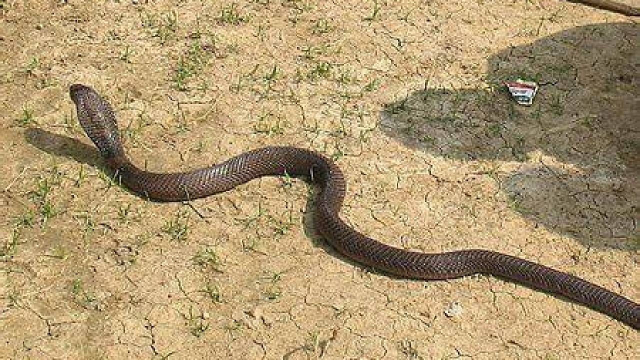 साप का पाळला जाऊ शकत नाही? वाचा एक्स्पर्टस काय म्हणतात... Marathi