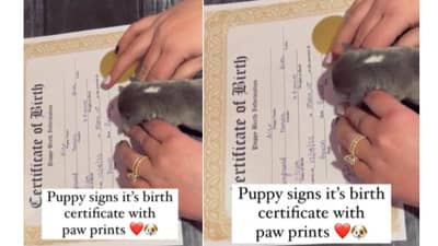 कुत्र्याच्या जन्मानंतर बनवलं बर्थ सर्टिफिकेट! गोंडस व्हिडीओ