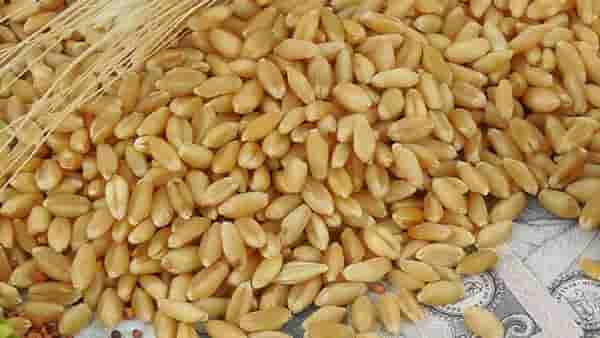 Wheat Price Hike : गव्हाच्या किंमतींनी तोडले रेकॉर्ड ! सर्वसामान्यांना बसेल फटका, भावात एवढी वाढ