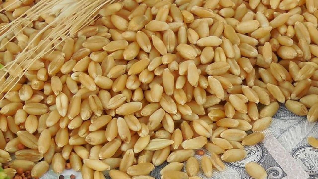 Wheat Price Hike : गव्हाच्या किंमतींनी तोडले रेकॉर्ड ! सर्वसामान्यांना बसेल फटका, भावात एवढी वाढ