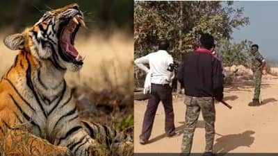 वाघांचा मुक्त संचार वाढलाय, शेतकऱ्यांमध्ये घबराहट, वनविभागाचे अधिकारी म्हणतात...