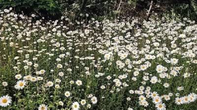 सुंदर फुलांच्या मधोमध एक कुत्रा लपलेला आहे, दिसला?