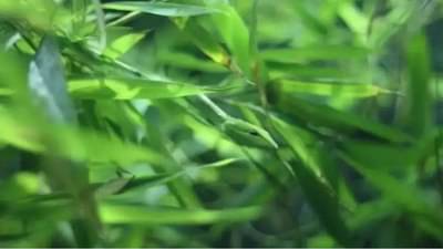 या गवतात एक साप आहे, दिसतोय का?