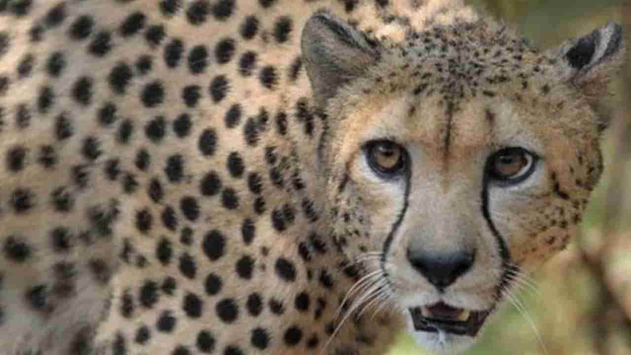 Project Cheetah पुढच्या महिन्यात भारतात आणखी 12 चित्त्यांची एन्ट्री होणार,