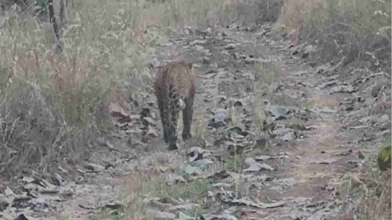 दबा धरुन बसलेल्या बिबट्याचा शेतकऱ्यावर हल्ला, आरडाओरड केल्यानंतर..., वनविभागाचे पथक घटनास्थळी