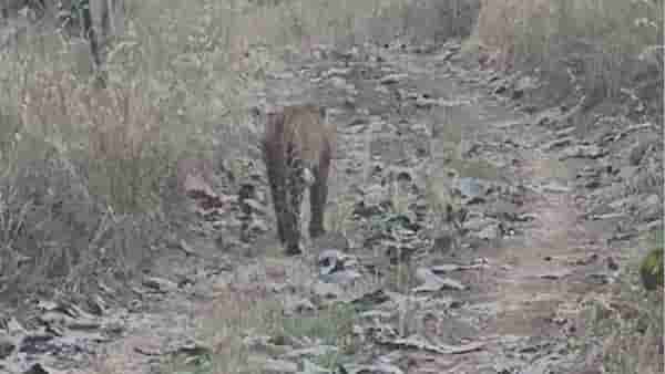 Jungle Safari : या अभयारण्यात बिबट्याची संख्या वाढली, सहजासहजी पर्यटकांना होतंय दर्शन, गर्दी वाढली