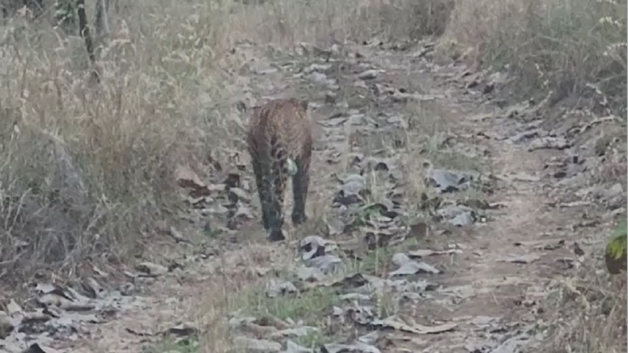 दबा धरुन बसलेल्या बिबट्याचा शेतकऱ्यावर हल्ला, आरडाओरड केल्यानंतर..., वनविभागाचे पथक घटनास्थळी