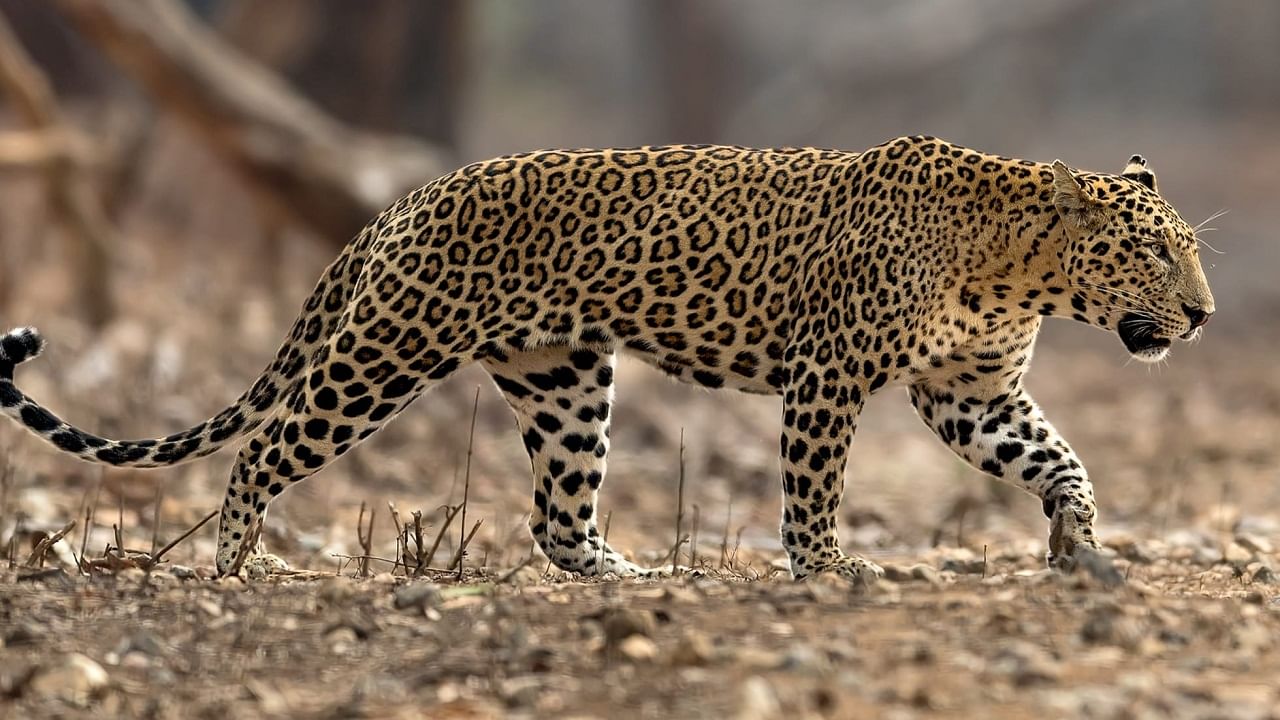 Leopard Attack : डोळ्या देखत बिबट्याचा शेळ्यांवर हल्ला, घटना पाहताना शेतकरी घाबरला, पण वन विभाग...