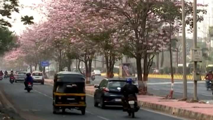 मुंबईतील रस्त्यावर 'बसंत राणी' ची बहार!, पाहा व्हीडिओ... मुंबईतील रस्त्यावर 'बसंत राणी' ची बहार!, पाहा व्हीडिओ...