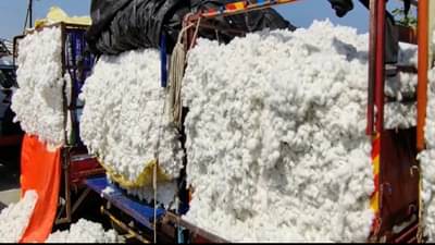 कापूस बाजारभाव : कापसाचा भाव वाढल्यामुळे शेतकरी आनंदी, आंतरराष्ट्रीय बाजारपेठेमध्ये कापसाची मागणी वाढल्यामुळे...