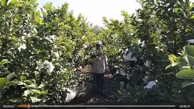Agriculture News Today : तैवान शेती फायद्याची, 20 गुंठ्यात पाच लाखांचे उत्पन्न, परराज्यातून मागणी वाढली
