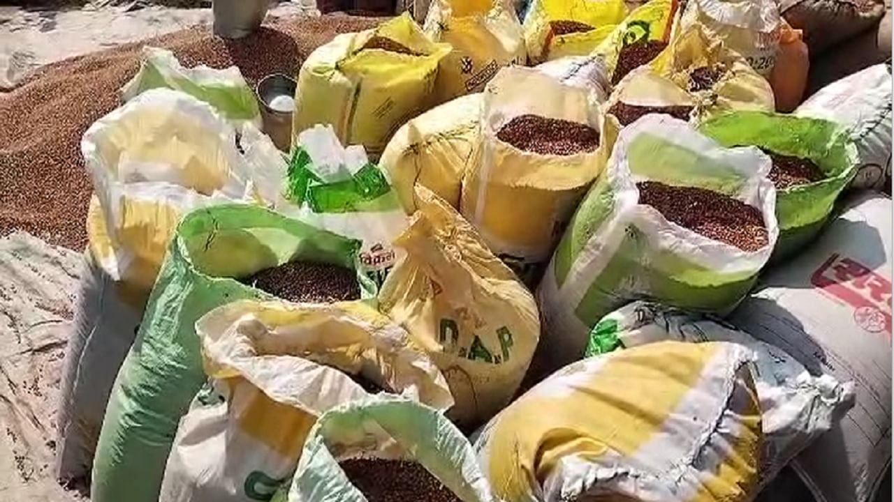 APMC MARKET KHAMGAV : या कारणामुळे तुरीच्या दरात चढ उतार, वातावरणातील बदलामुळे उत्पादनाला फटका, शेतकरी वर्ग चिंतेत