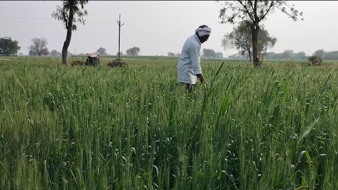 Farmers News : रब्बी हंगामात गहू हरभऱ्याची मोठ्या प्रमाणात लागवड, वेळेवर वीज मिळत नसल्यामुळे शेतकरी संकटात