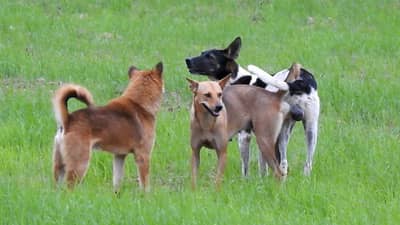या गावात कुत्रे आहेत करोडपती, आकडा वाचून व्हाल थक्क!