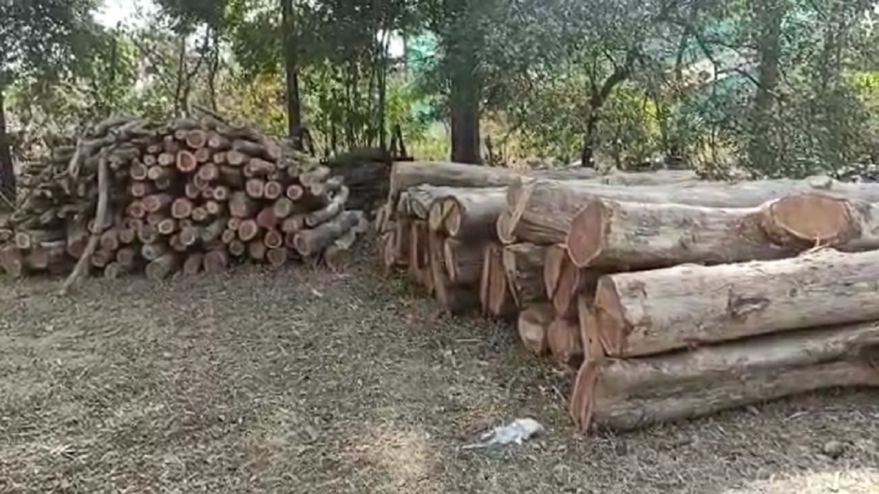 Slaughter of teak trees : या जिल्ह्यात पोलिस पुष्पाच्या शोधात,लाखो रुपयांच्या झाडांची कत्तल, वन विभागाची यंत्रणा संतर्क
