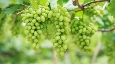 Unseasonal Rain : द्राक्ष उत्पादक शेतकरी दुहेरी संकटात, या कारणामुळे बसला 12 कोटींचा फटका