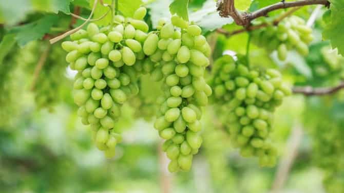 Unseasonal Rain : द्राक्ष उत्पादक शेतकरी दुहेरी संकटात, या कारणामुळे बसला 12 कोटींचा फटका