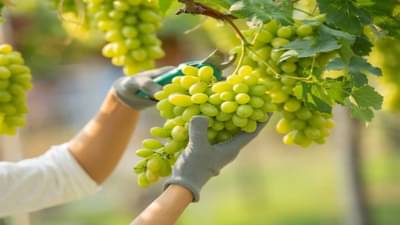 बांग्लादेशाने केली द्राक्षांच्या आयात शुल्कात वाढ, मग भारतातल्या शेतकऱ्यांची चिंता वाढली, जाणून घ्या कारण